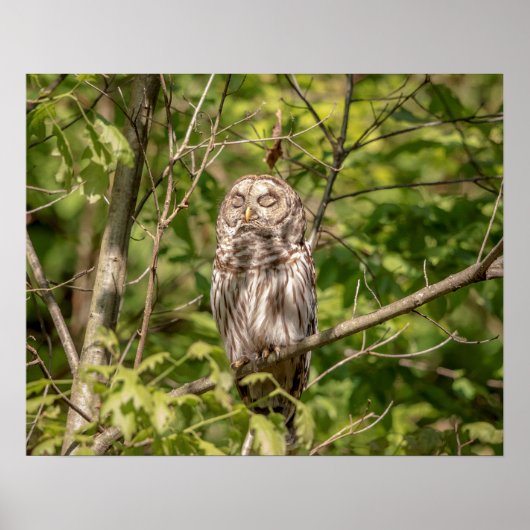20x16 Sleepy Barred Owl Poster (Voorkant)