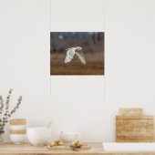 20x16 Snowy owl in vlucht Poster (Keuken)