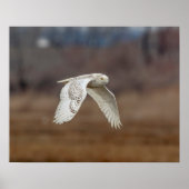 20x16 Snowy owl in vlucht Poster (Voorkant)