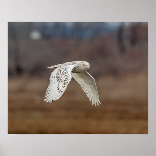 20x16 Snowy owl in vlucht Poster (Voorkant)