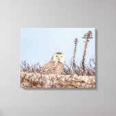 20x16 Snowy owl op het strand Canvas Afdruk (Voorkant)