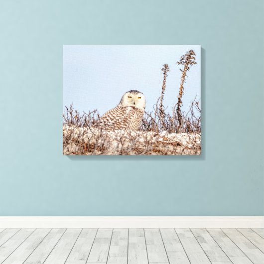20x16 Snowy owl op het strand Canvas Afdruk (Insitu (Houten vloer))