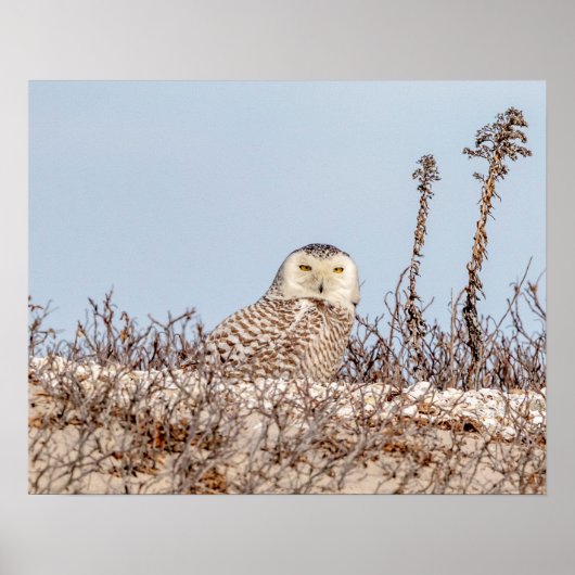 20x16 Snowy owl op het strand Poster (Voorkant)