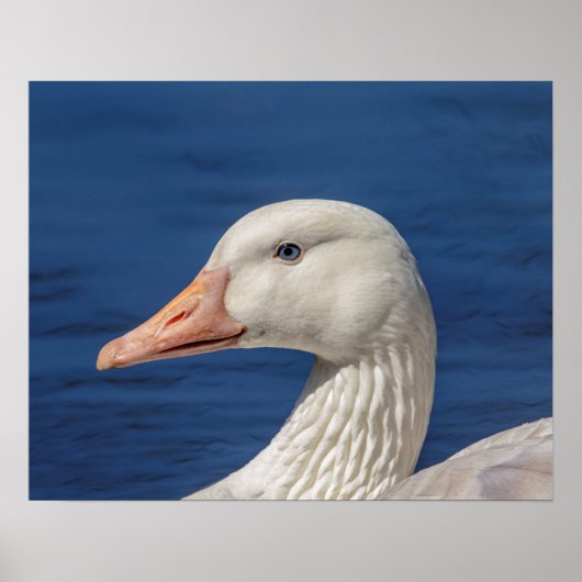 20x16 White Canadian Goose Poster (Voorkant)
