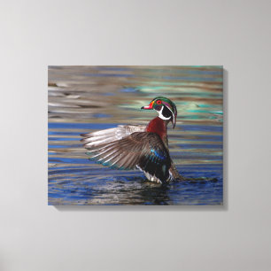 20x16 Wing Flapping Wood Duck Canvas Afdruk