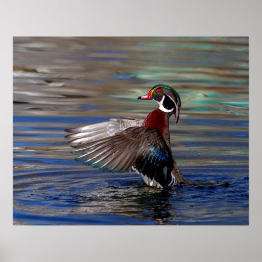20x16 Wing Flapping Wood Duck Poster (Voorkant)