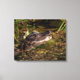 20x16 Young Alligator Canvas Afdruk