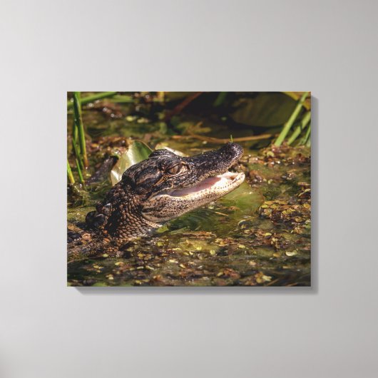 20x16 Young Alligator Canvas Afdruk (Voorkant)
