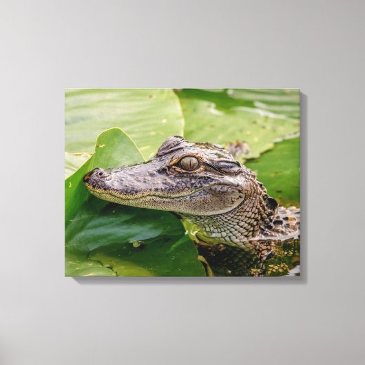 20x16 Young Alligator Canvas Afdruk (Voorkant)