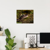 20x16 Young Alligator Poster (Thuiskantoor)