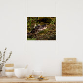 20x16 Young Alligator Poster (Keuken)