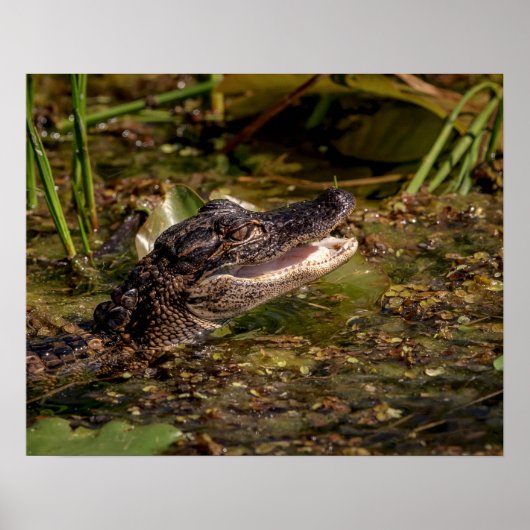 20x16 Young Alligator Poster (Voorkant)
