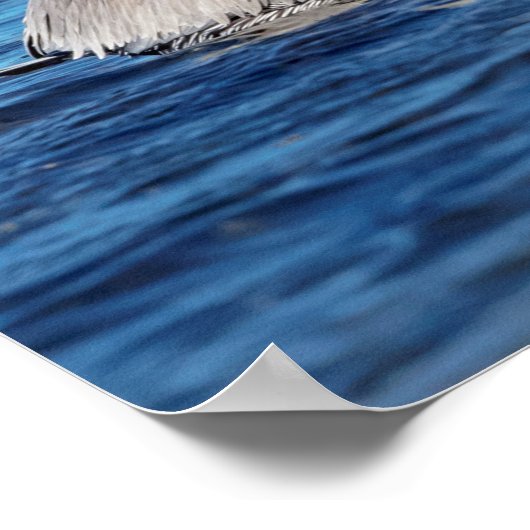 20x16Paar van Pelicans Poster (Hoek)