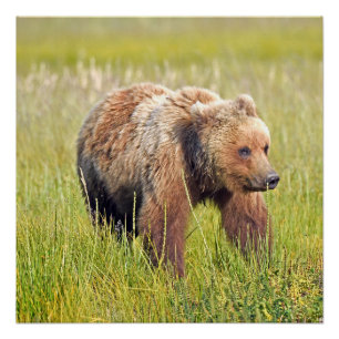 20x20 Glanzend Poster van grizzly beer