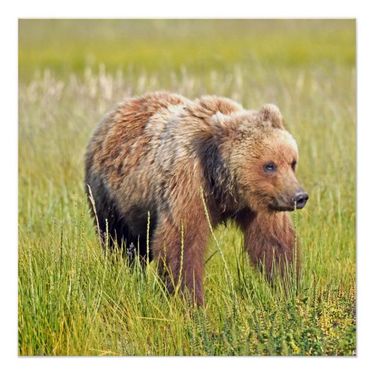 20x20 Glanzend Poster van grizzly beer (Voorkant)