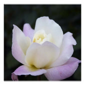 20x20 poster (Voorkant)