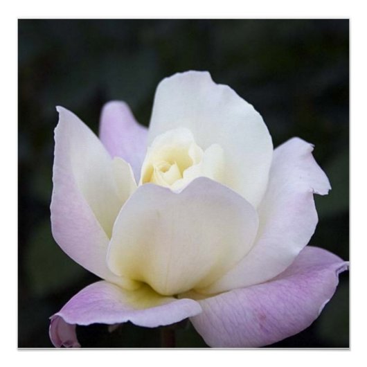 20x20 poster (Voorkant)