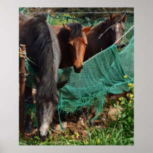 20x24 Drie Paarden Chingus Jeju-do Foto Print