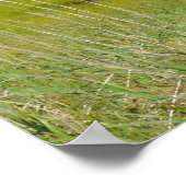 20x24 Poster papier (steen) van grizzly-beren (Hoek)