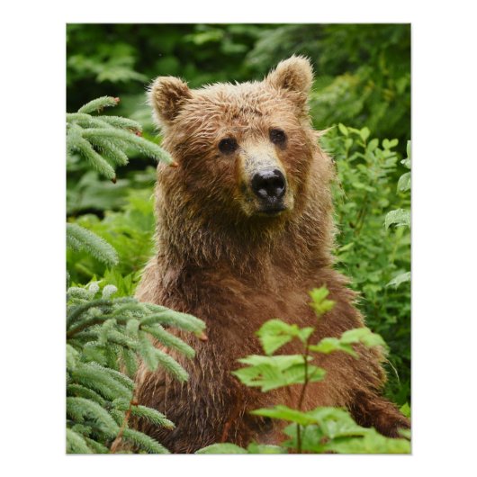 20x25 Poster (glanzende afwerking) van grizzly bee (Voorkant)