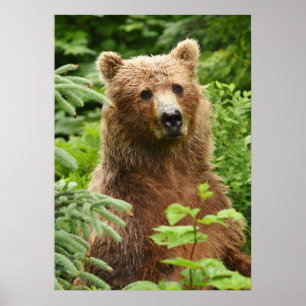 20x28 Poster (Matte) met grizzly beer