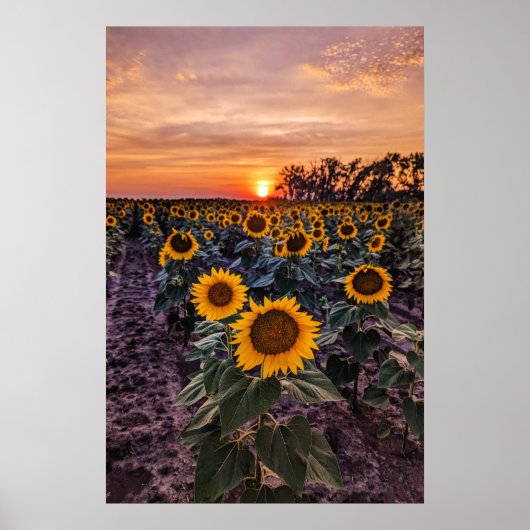 20x30 Wand Poster (Voorkant)