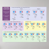 21 aminozuren in de biologie met structuur poster (Voorkant)