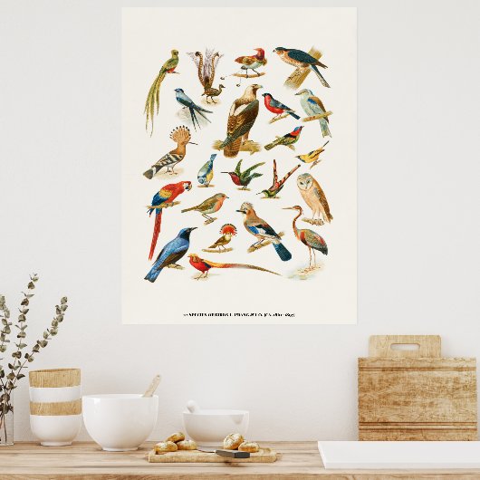 22 Vogelsoorten L. Prang & Co botanisch Poster (Keuken)