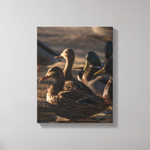 2318-Vrouw wilde eenden Canvas Afdruk