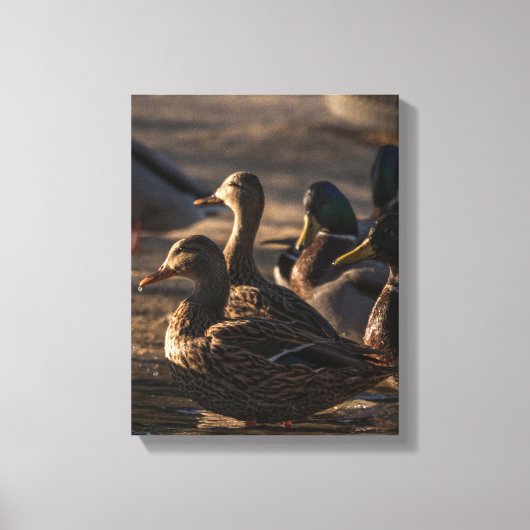 2318-Vrouw wilde eenden Canvas Afdruk (Voorkant)