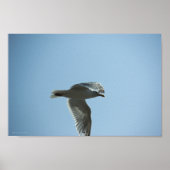 2367 POSTER (Voorkant)