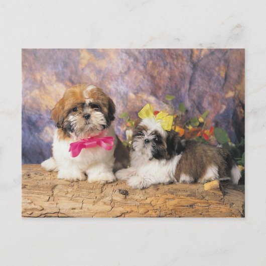 24095243 BRIEFKAART (Voorkant)