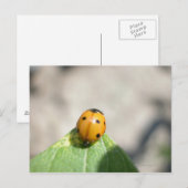 24102386 BRIEFKAART (Voorkant / Achterkant)