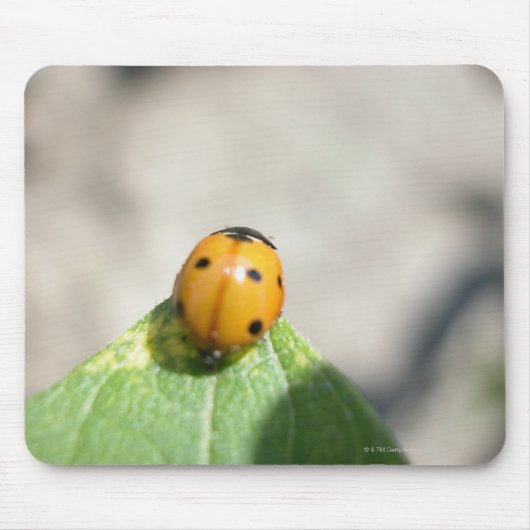 24102386 MUISMAT (Voorkant)