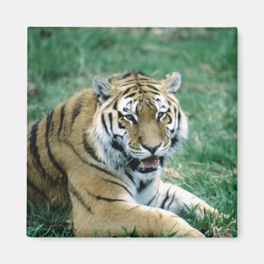 24103189 MAGNEET (Voorkant)