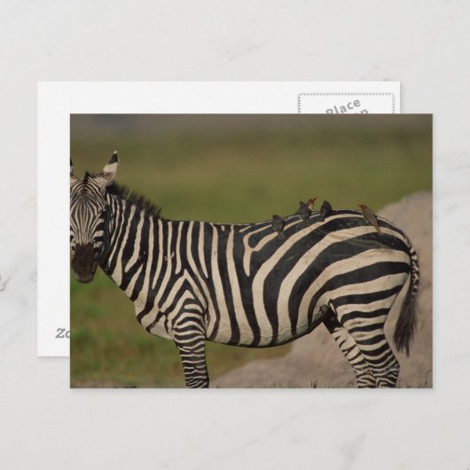 24109277 BRIEFKAART (Voorkant / Achterkant)