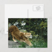24114343 BRIEFKAART (Voorkant / Achterkant)
