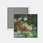 24114343 MAGNEET (Voorkant / Achterkant)