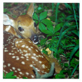 24114390 TEGELTJE (Voorkant)