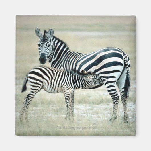 24114480 MAGNEET (Voorkant)