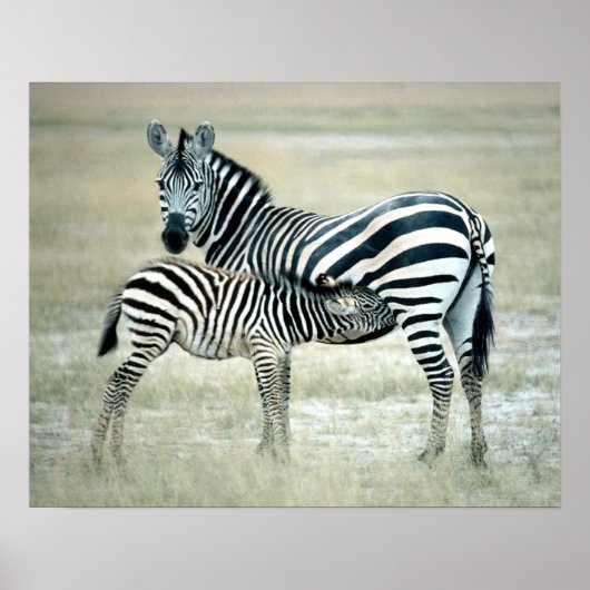 24114480 POSTER (Voorkant)