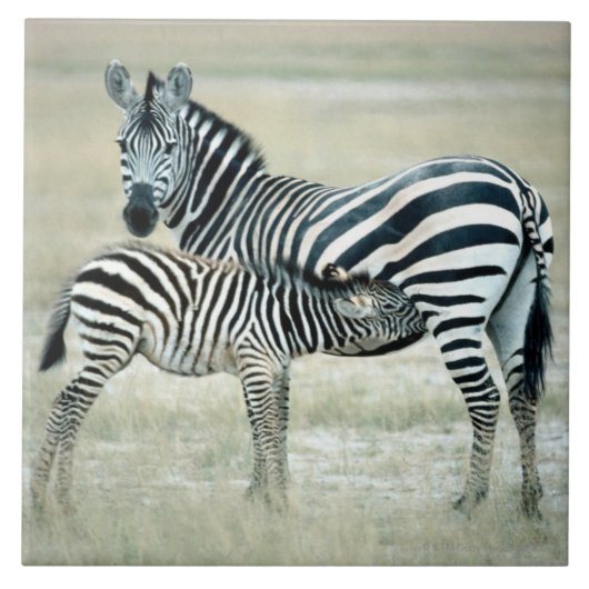 24114480 TEGELTJE (Voorkant)