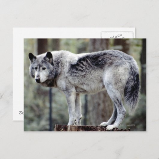 24114488 BRIEFKAART (Voorkant / Achterkant)