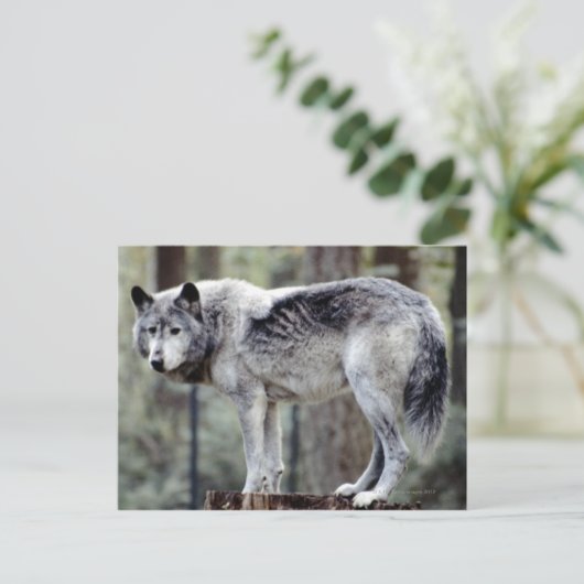 24114488 BRIEFKAART (Staand voorkant)