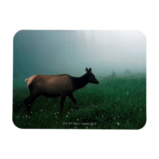 24121885 MAGNEET (Horizontaal)