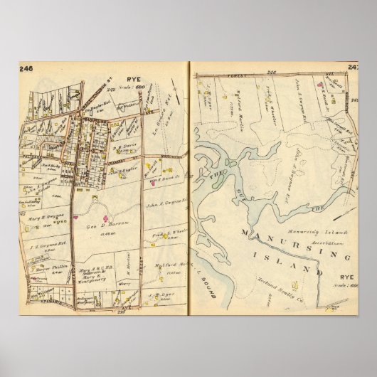 246247 Rogge Poster (Voorkant)