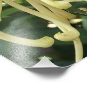 24"x24" Chrysanthemum Foto Afdruk (Hoek)