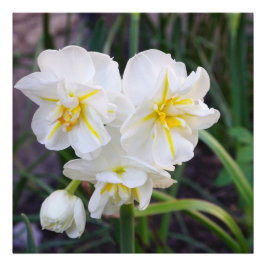 24"x24" Miniatuur Narcissen Foto Afdruk