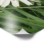 24"x36"Coneflowers Foto Afdruk (Hoek)