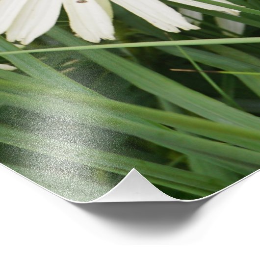 24"x36"Coneflowers Foto Afdruk (Hoek)